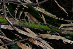 Calamus metzianus